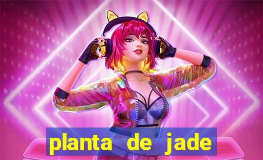 planta de jade significado espiritual